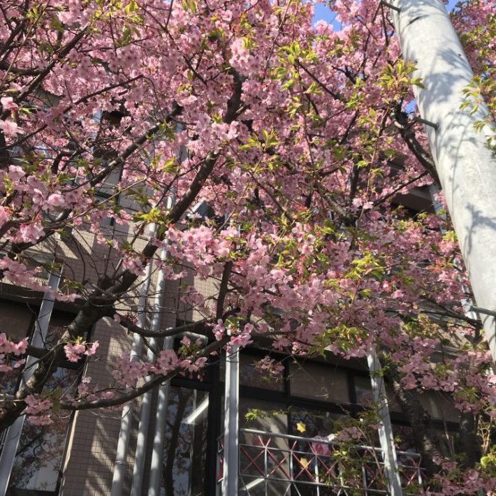 幼稚園の河津桜が咲いて感じる春の足音🌸
