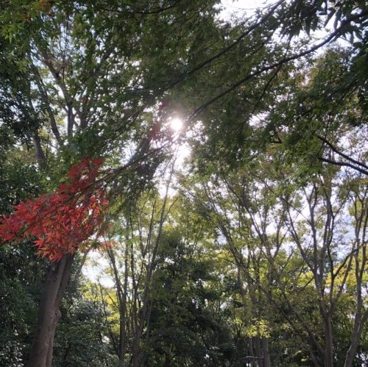 紅葉を楽しみながら歩く♪都筑区おすすめのお散歩コース