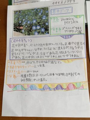 コロナ禍でも培う「調べる力」。母娘で草花図鑑作り3