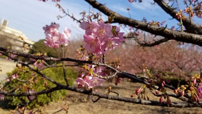 都筑区・春の名所！茅ヶ崎公園に河津桜を見に行こう！