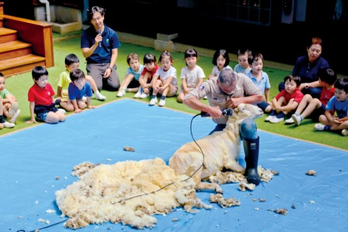 麻生区にある風の谷幼稚園で飼っている羊の毛刈りの様子。ここから糸を紡ぎかばんを作ります