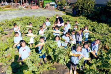 園の畑で大根の収穫をする奈良幼稚園の園児たちの様子