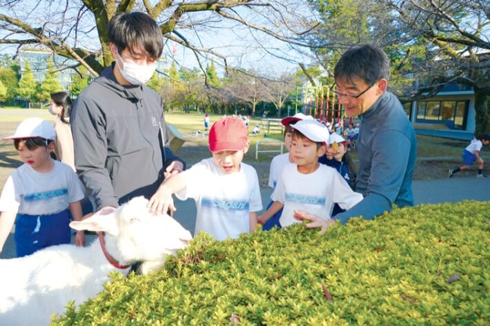 相模女子大学小学部のヤギのバニラ