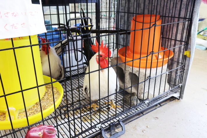 東京農業大学第一高等学校・中等部