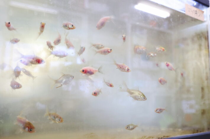 東京農業大学第一高等学校・中等部