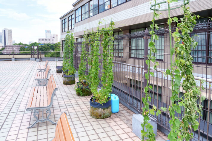 高輪中学高等学校　理科研究部が中心となって育てているホップの鉢