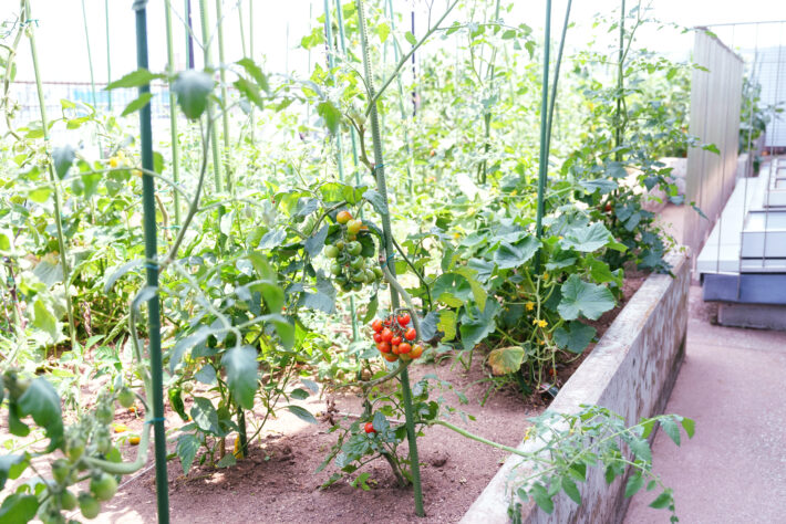 東京都市大学等々力中学校・高等学校の「菜園プログラム」