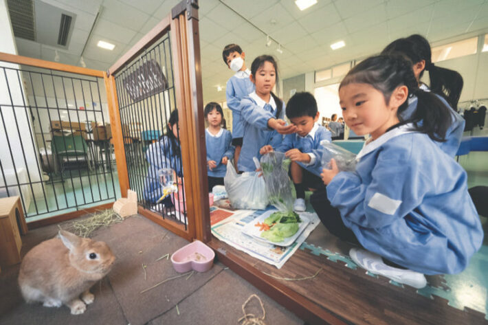 精華小学校のうさぎのお世話