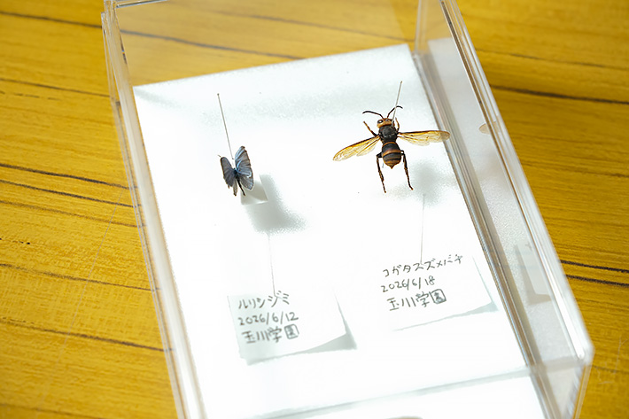 玉川学園中学部